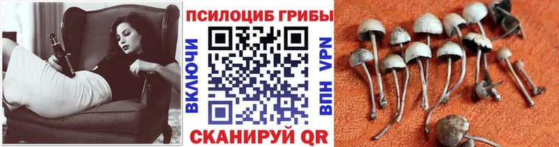 Псилоцибиновые грибы GOLDEN TEACHER  Горняк 